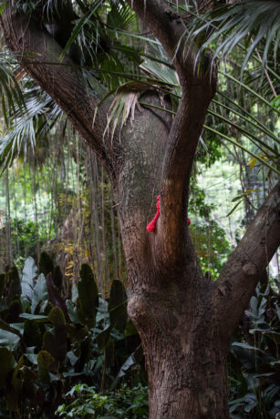  Obra(s) por Ernesto Neto.  Da atividade Manjar: Amar em Liberdade. 