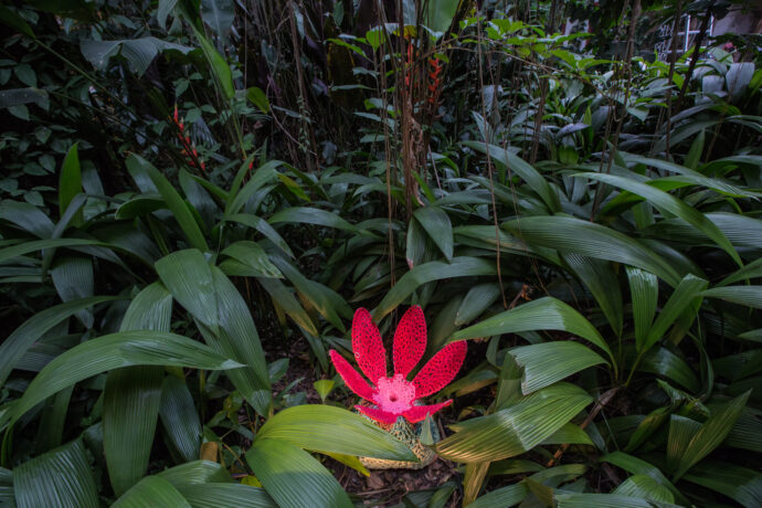  Obra(s) por Ernesto Neto.  Da atividade Manjar: Amar em Liberdade. 