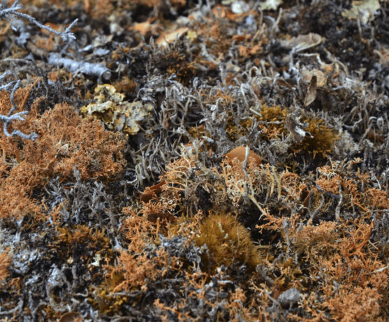  Obra(s) por Camila Marambaio.  Da atividade Para Nossos Vizinhos de Sonhos. 