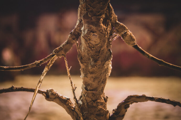  Da atividade Manjar: D'olho D'água à Foz. 